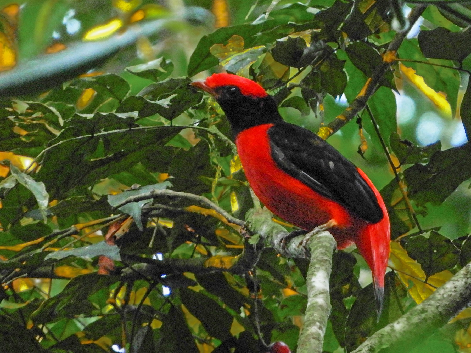 Black-necked Red-Cotinga - Jorge Muñoz García   CAQUETA BIRDING