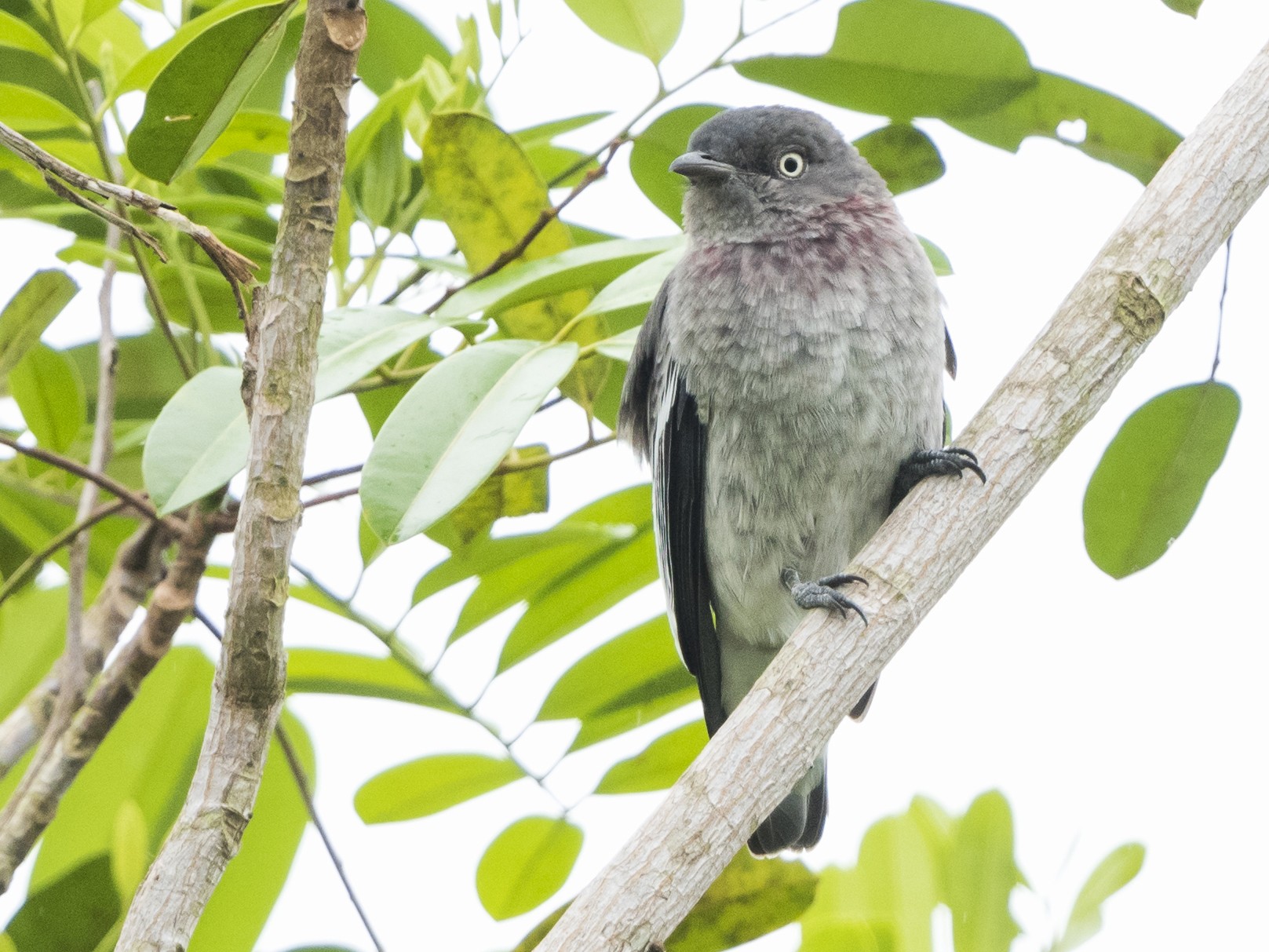 White-winged Cotinga - Claudia Brasileiro