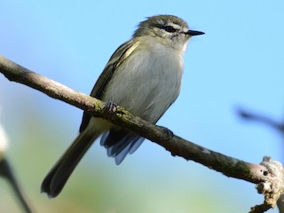  - Alagoas Tyrannulet