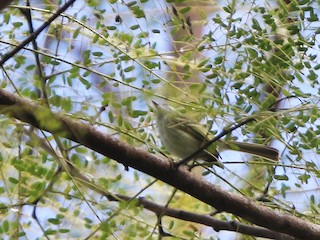  - Alagoas Tyrannulet