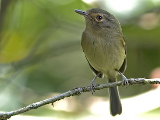 Buff-breasted Tody-Tyrant - eBird
