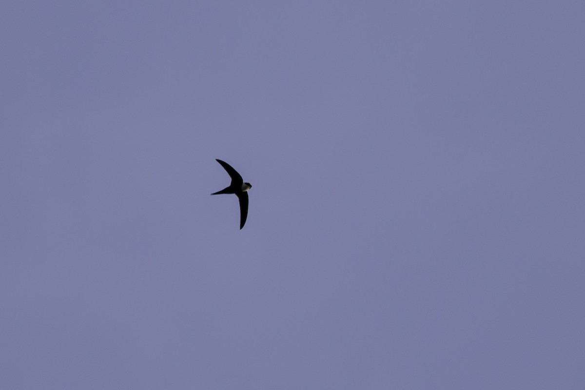 Lesser Swallow-tailed Swift - Jorge Eduardo Ruano