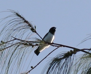 White-breasted Woodswallow - Ann Kitalong