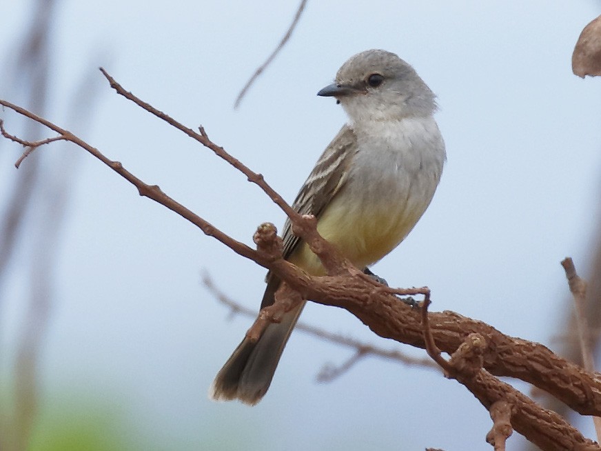 Chapada Flycatcher - eBird
