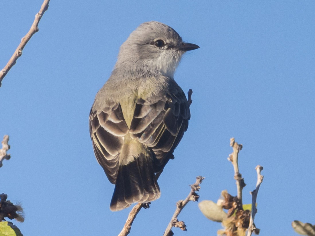 Chapada Flycatcher - eBird
