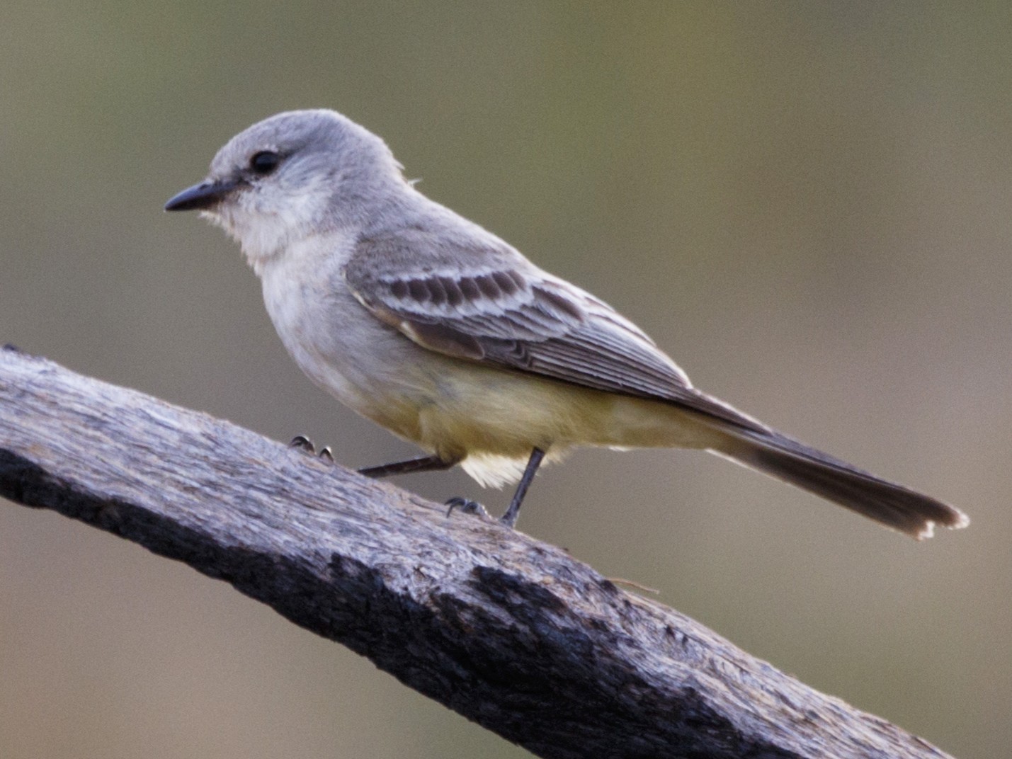 Chapada Flycatcher - eBird