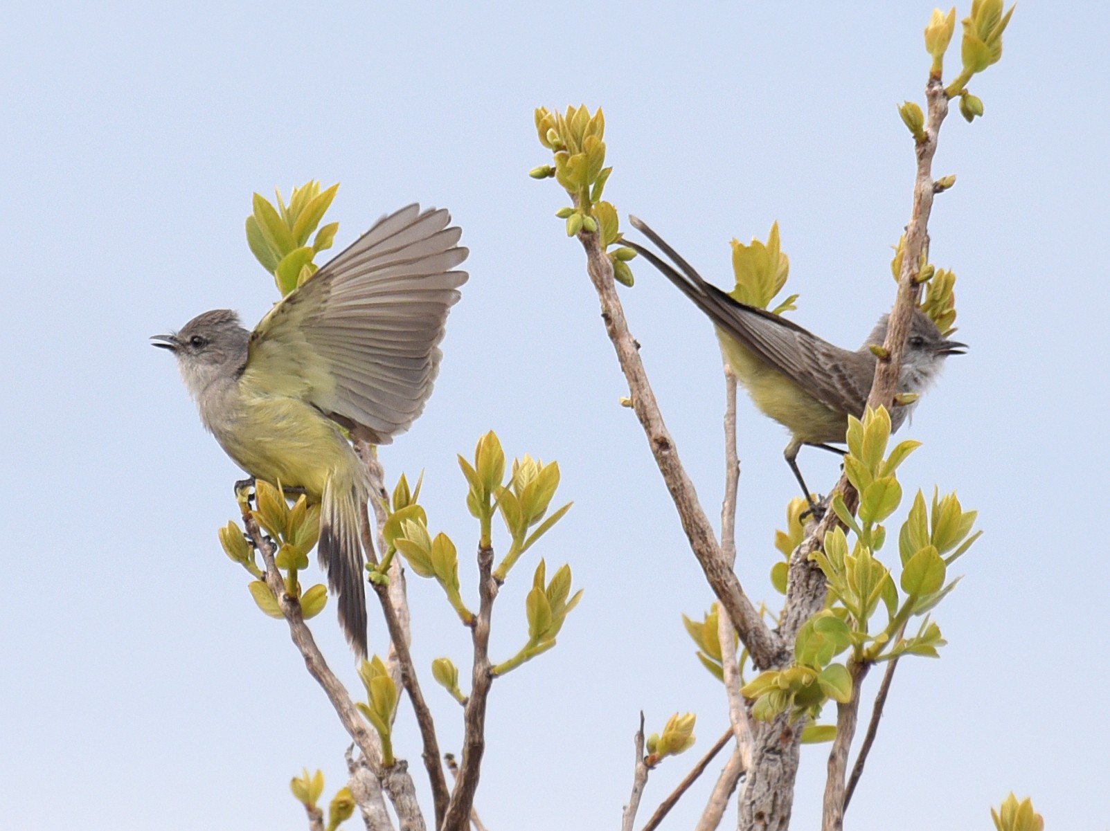 Chapada Flycatcher - eBird