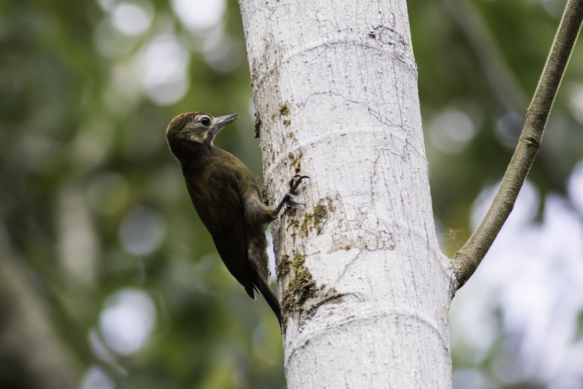 Smoky-brown Woodpecker - ML187751641