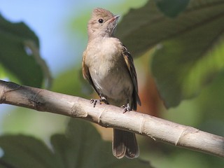 Brownish Elaenia - eBird