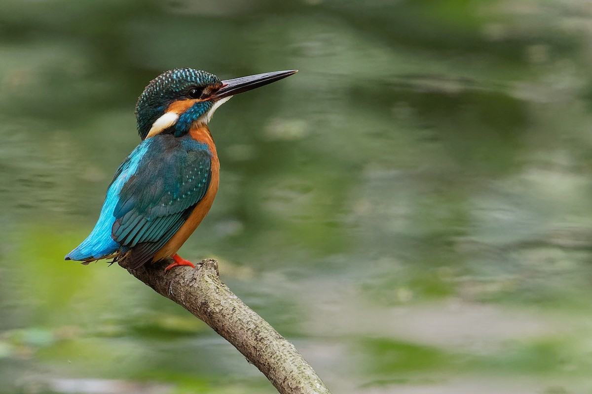Common Kingfisher (Common) - ML187755871