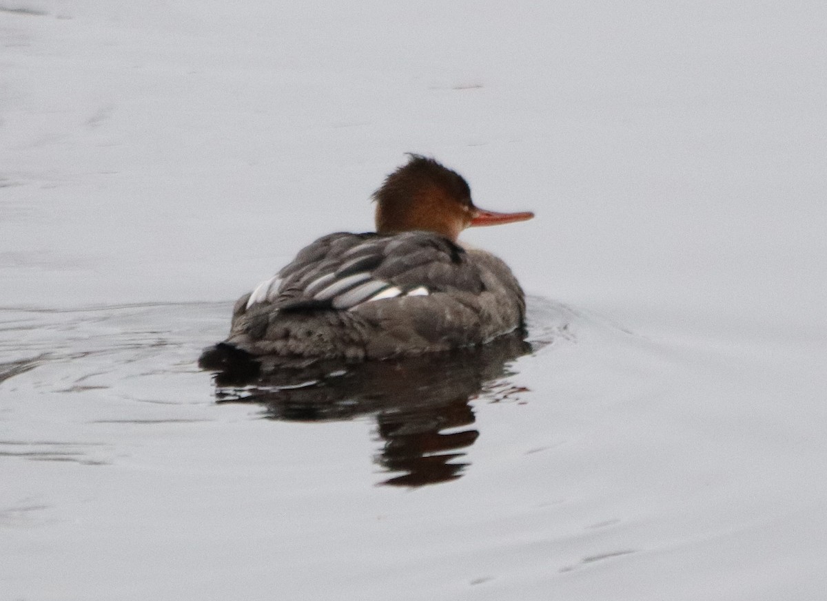 Red-breasted Merganser - Jean Laperrière COHL