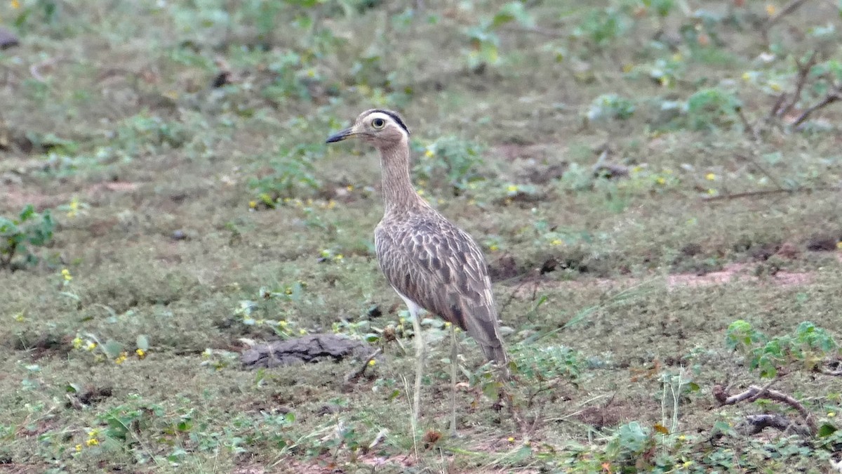 Double-striped Thick-knee - ML187757051