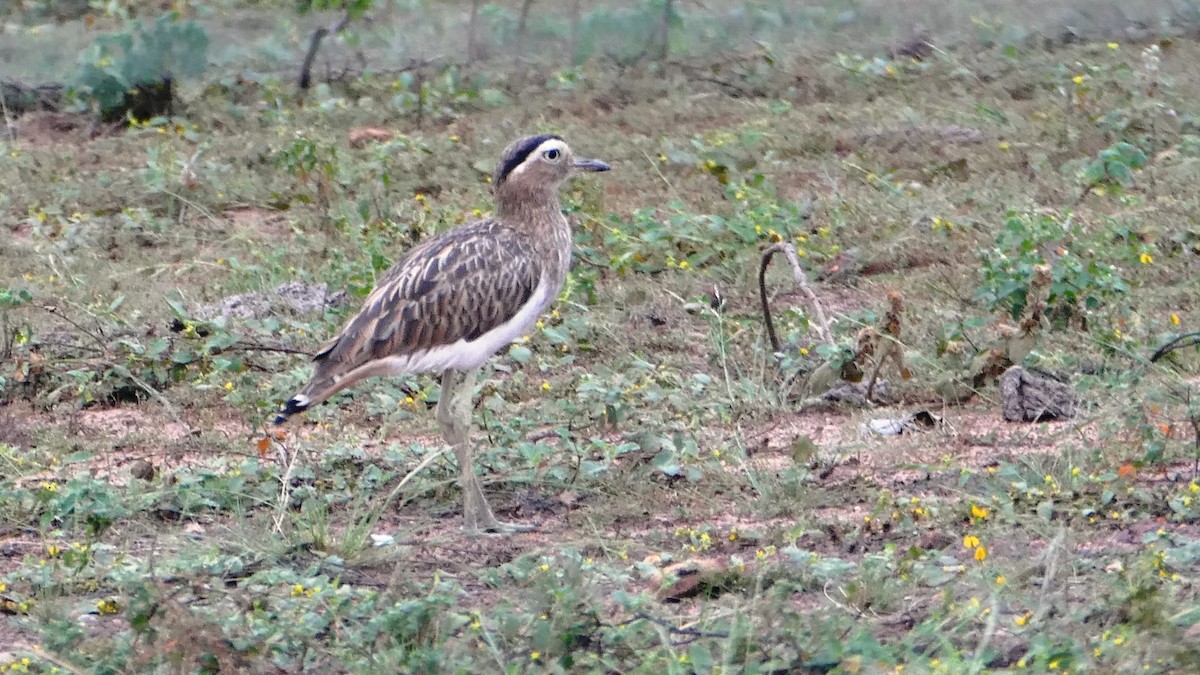 Double-striped Thick-knee - ML187757071