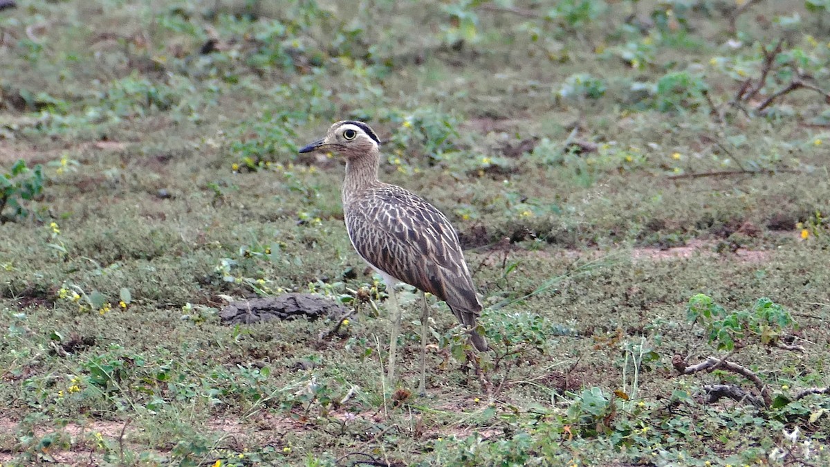 Double-striped Thick-knee - ML187757081