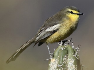  - Greater Wagtail-Tyrant (Greater)