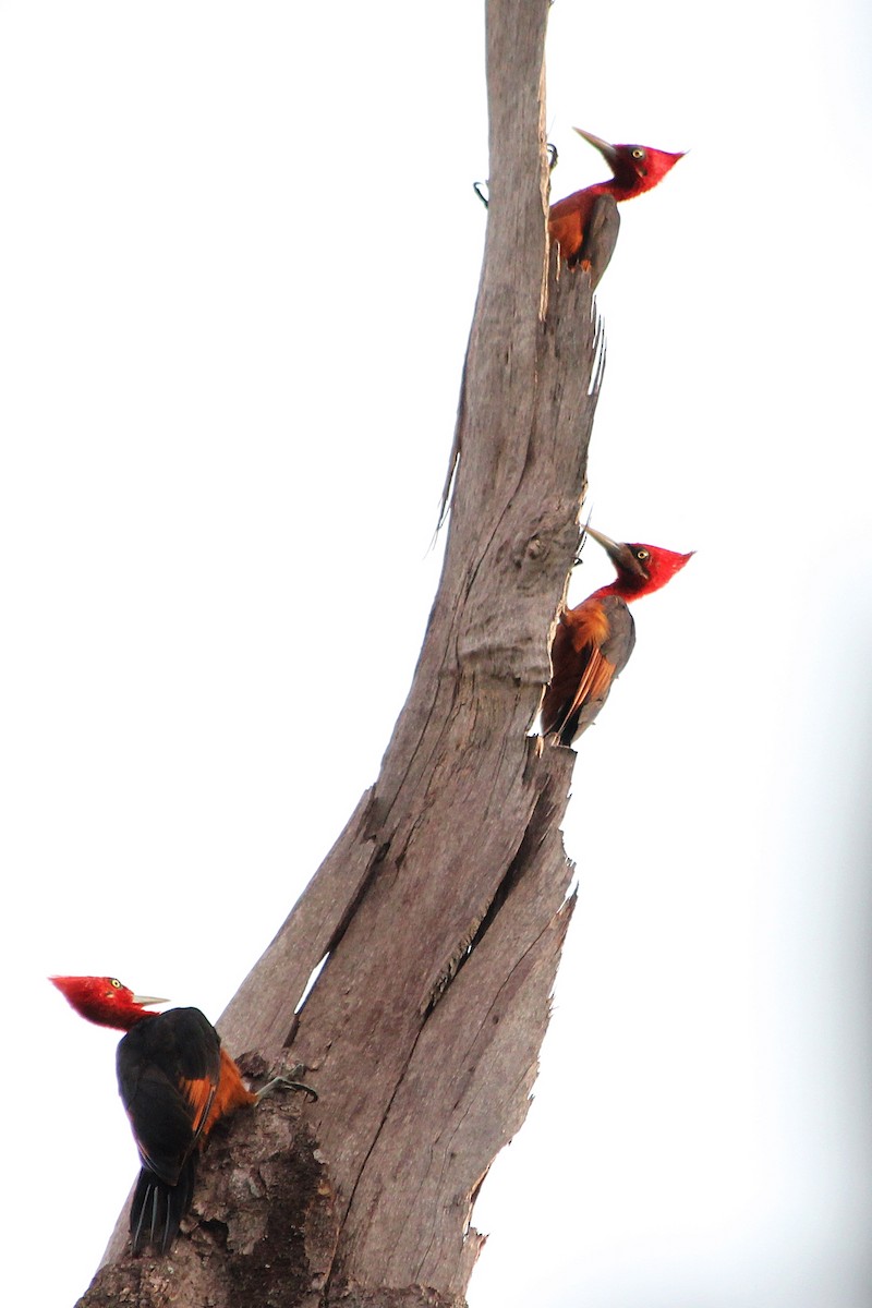 Red-necked Woodpecker - Guilherme  Willrich