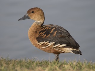  - Fulvous Whistling-Duck