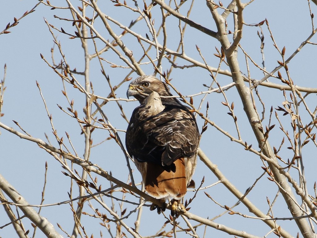 Red-tailed Hawk - ML187760241