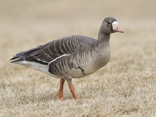 Greater White-fronted Goose - Anser albifrons - Birds of the World