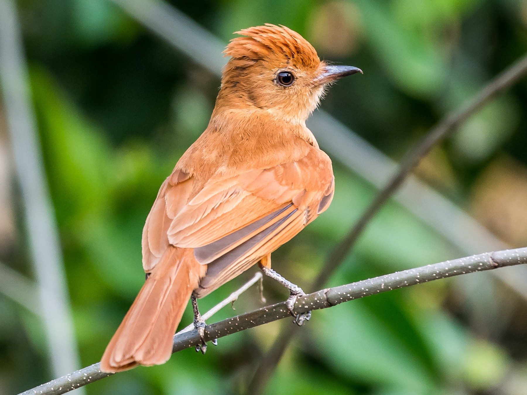Rufous Casiornis - eBird