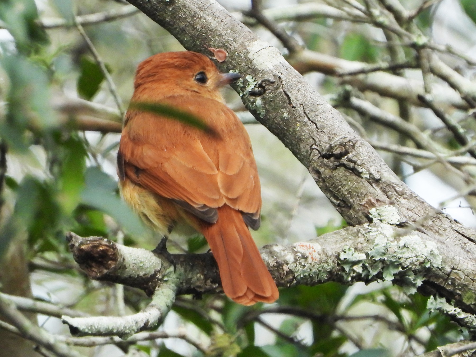 Rufous Casiornis - eBird