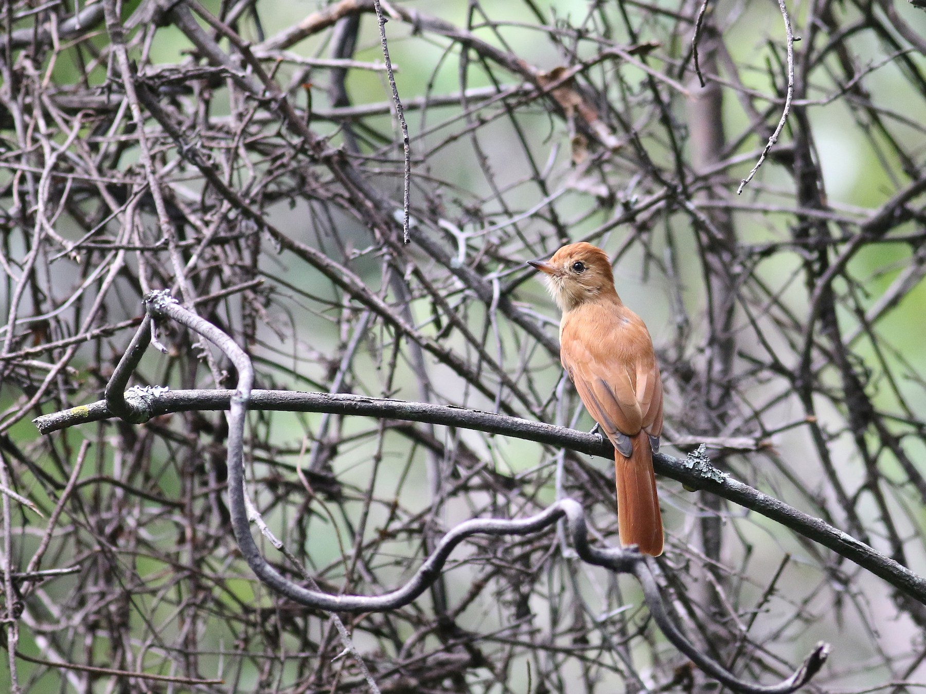 Rufous Casiornis - eBird