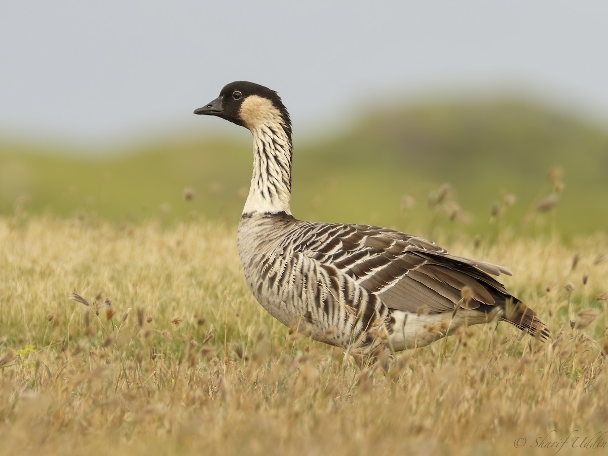 Hawaiian Goose - Branta sandvicensis - Birds of the World, image size:1200x900