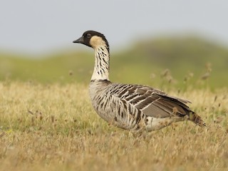  - Hawaiian Goose