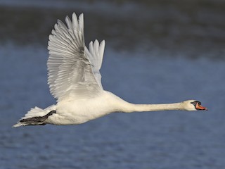  - Mute Swan