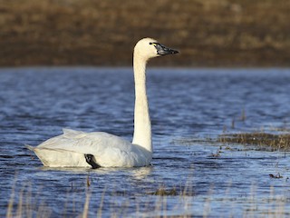  - Tundra Swan