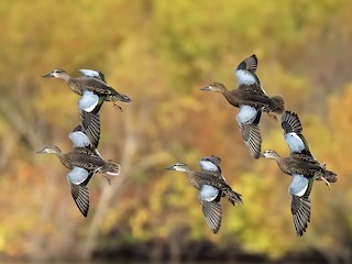 blue teal duck