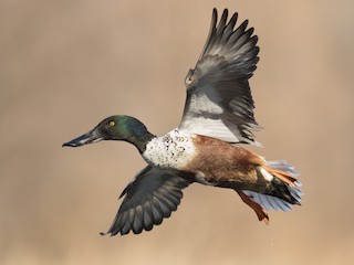 Northern Shoveler - Spatula clypeata - Birds of the World