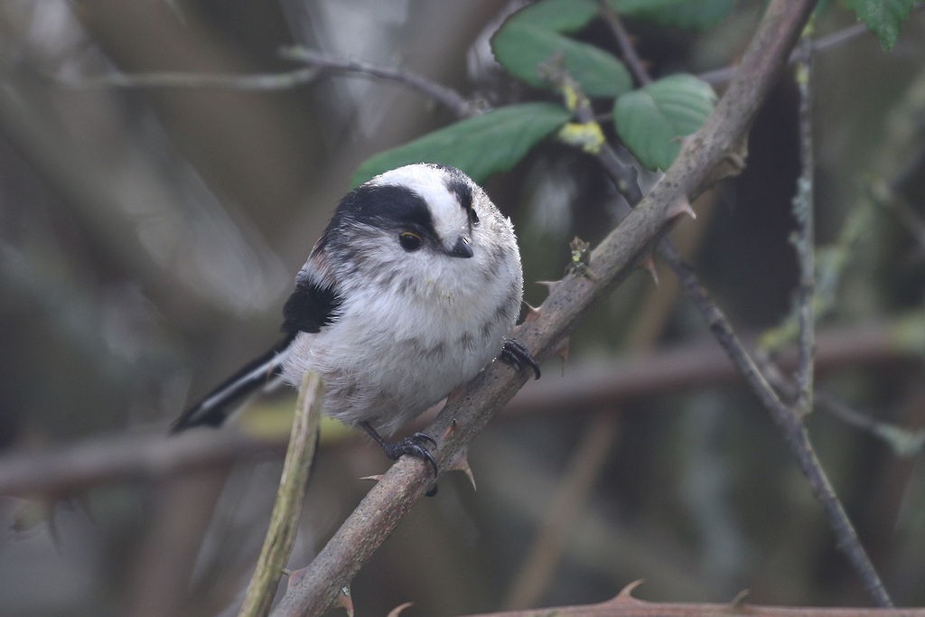 Long-tailed Tit - William Hull