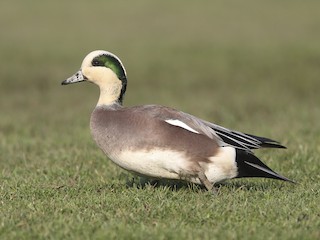  - American Wigeon