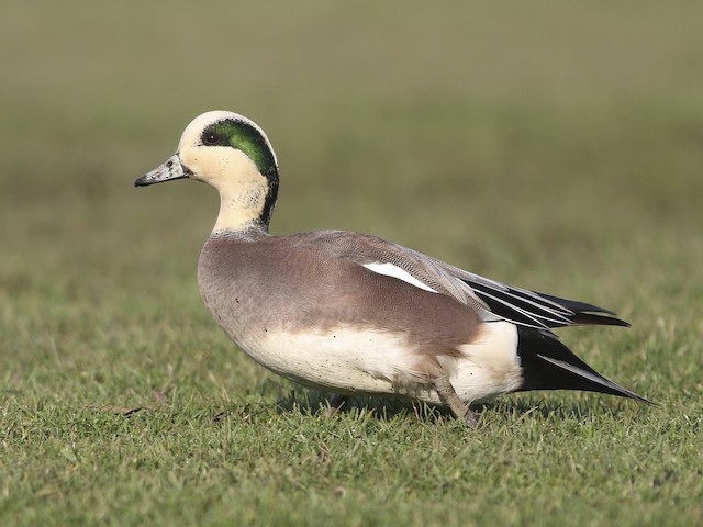 american wigeon in flight