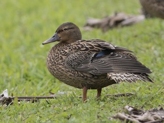  - Hawaiian Duck