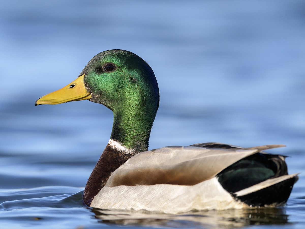 Mallard - Anas platyrhynchos - Birds of the World