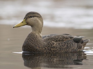  - American Black Duck