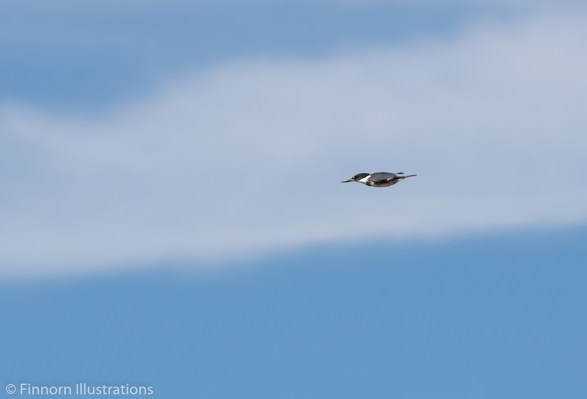 Belted Kingfisher - ML187769771