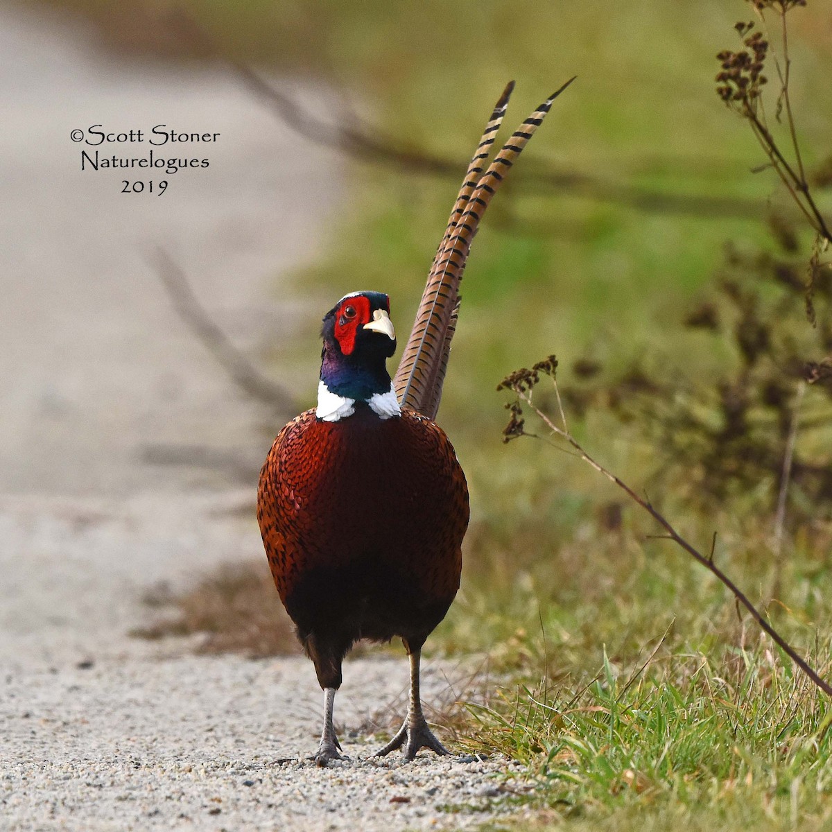 Ring-necked Pheasant - Scott Stoner