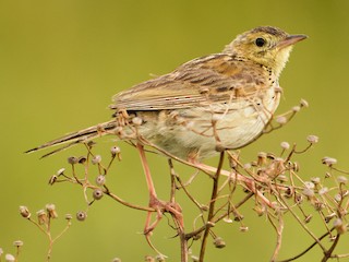  - Ochre-breasted Pipit