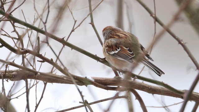 American Tree Sparrow - ML187771981