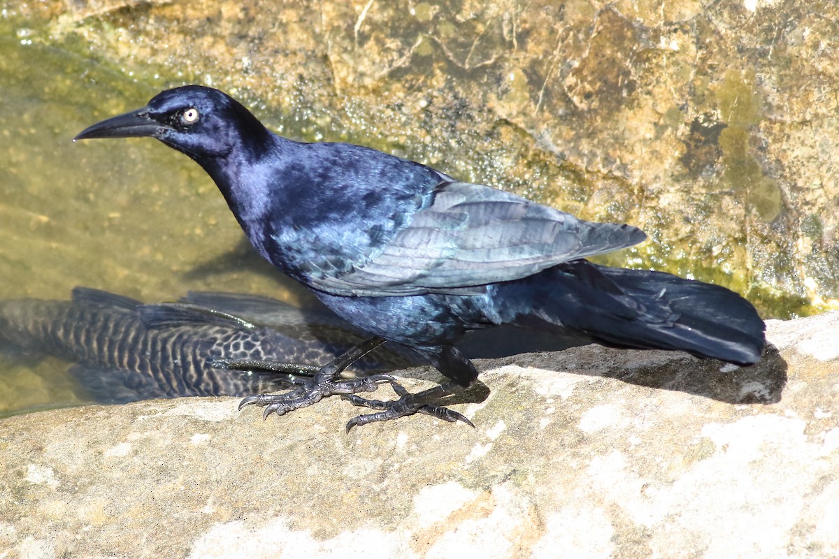 Great-tailed Grackle - Mark L. Hoffman