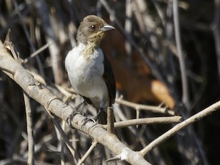 Молодая птица - Silvia Faustino Linhares - ML187775061