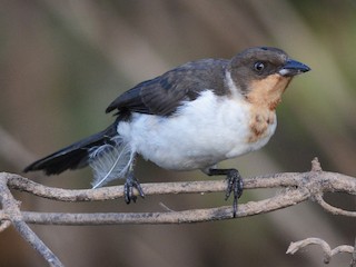 Молодая птица - Clive Harris - ML187775081