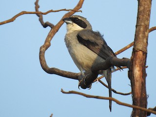 - White-banded Tanager