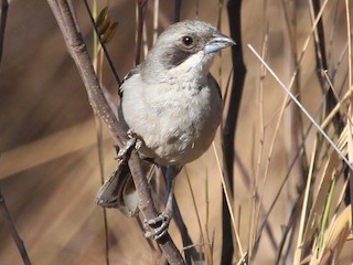  - White-banded Tanager