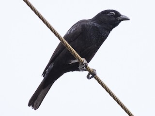 Молодая птица - Claudia Brasileiro - ML187777491