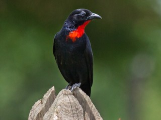  - Scarlet-throated Tanager