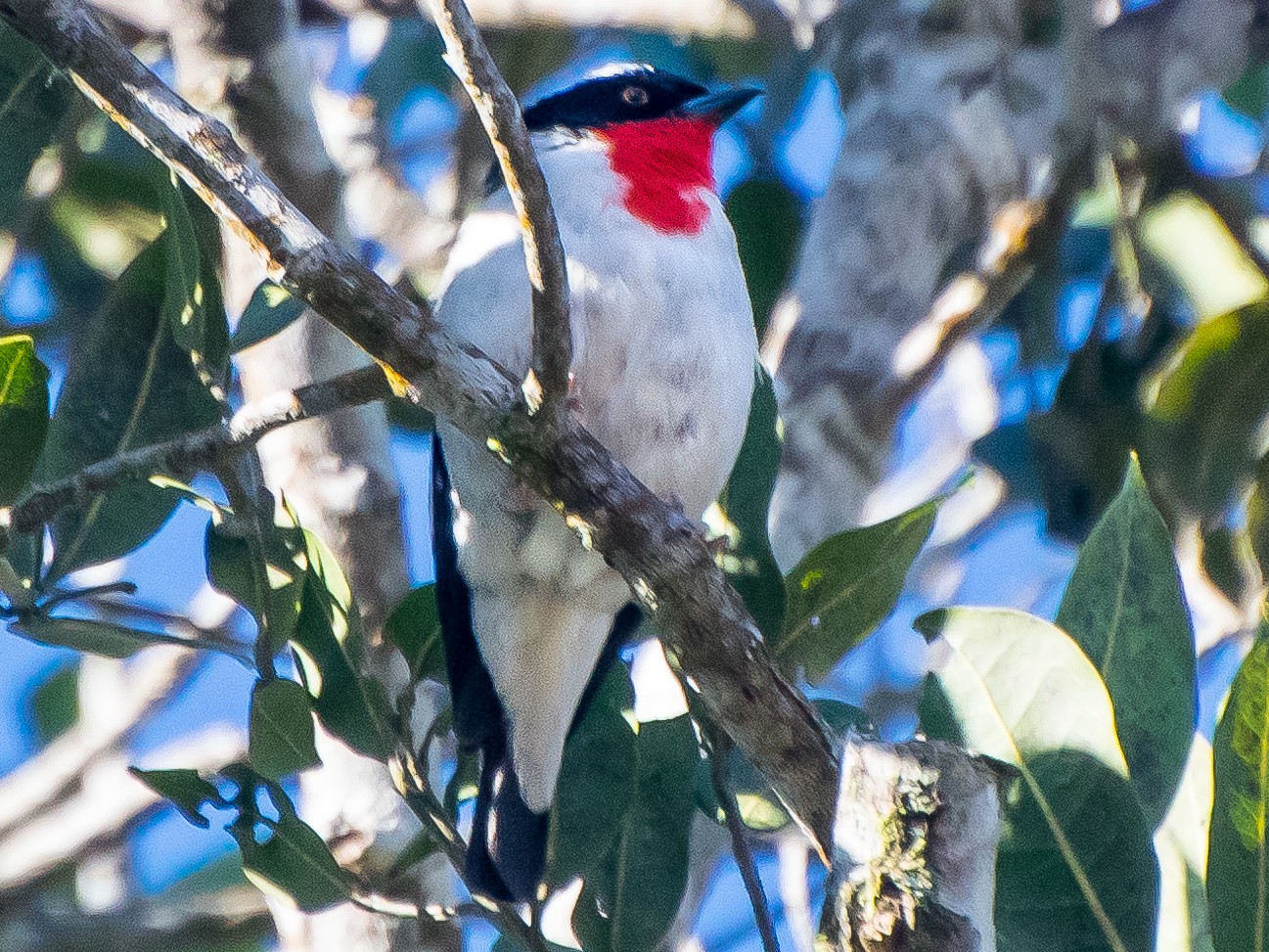 Cherry-throated Tanager - Victor Sartório